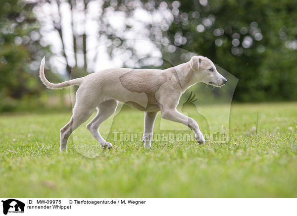 rennender Whippet / MW-09975