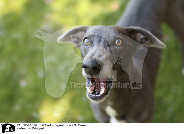 stehender Whippet / standing Whippet / SE-01028