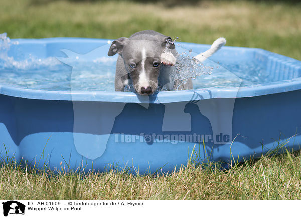 Whippet Welpe im Pool / Whippet Puppy in the pool / AH-01609