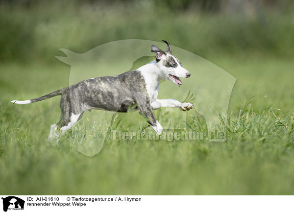 rennender Whippet Welpe / running Whippet Puppy / AH-01610