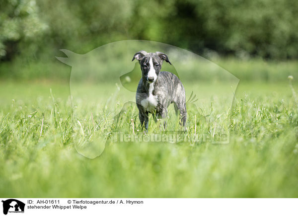 stehender Whippet Welpe / standing Whippet Puppy / AH-01611