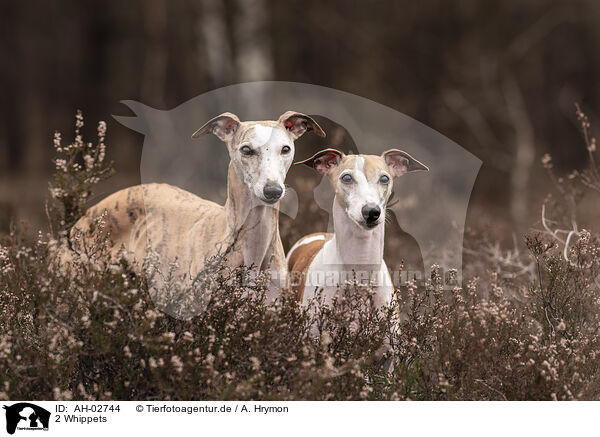 2 Whippets / 2 Whippets / AH-02744
