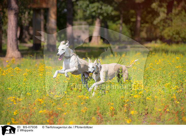 2 Whippets / 2 Whippets / BS-07936