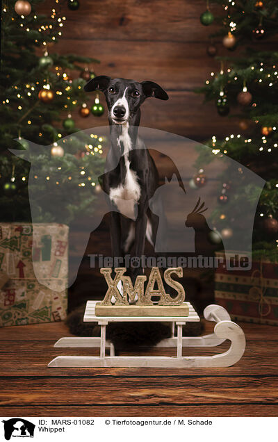 Whippet / Whippet / MARS-01082