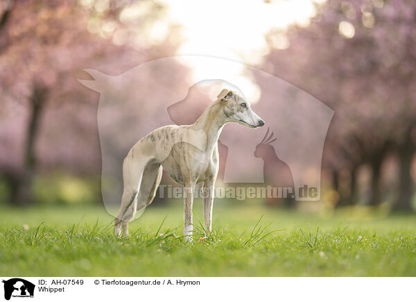 Whippet / AH-07549