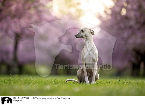 Whippet / AH-07564