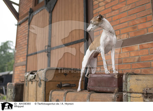 Whippet / Whippet / AH-08360