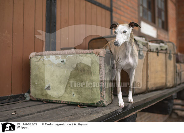 Whippet / Whippet / AH-08363