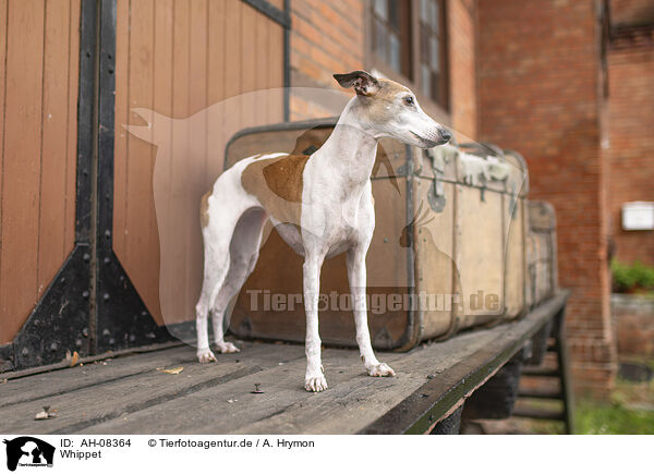 Whippet / Whippet / AH-08364