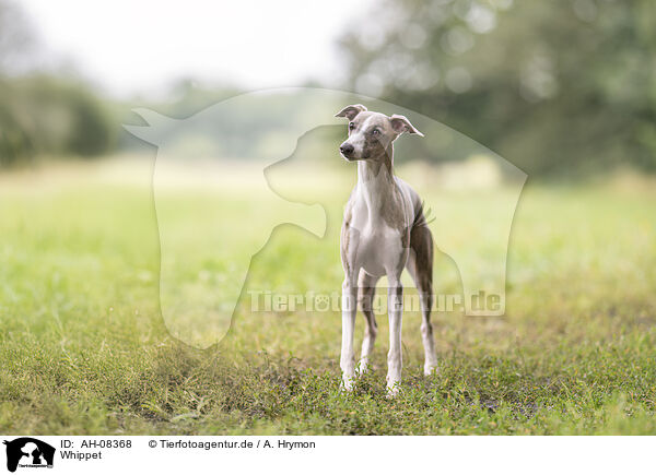 Whippet / Whippet / AH-08368