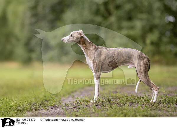 Whippet / Whippet / AH-08370