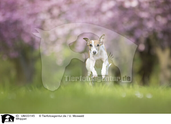 Whippet / Whippet / UM-03145