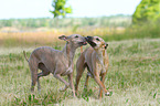 2 Whippets