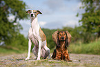 Whippet und Dackel