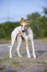 stehender Whippet