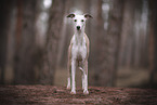 Whippet