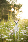 Whippet