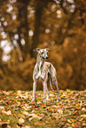 Whippet