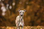 Whippet