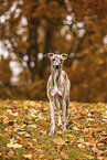 Whippet