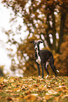 Whippet