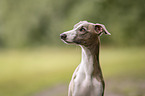 Whippet