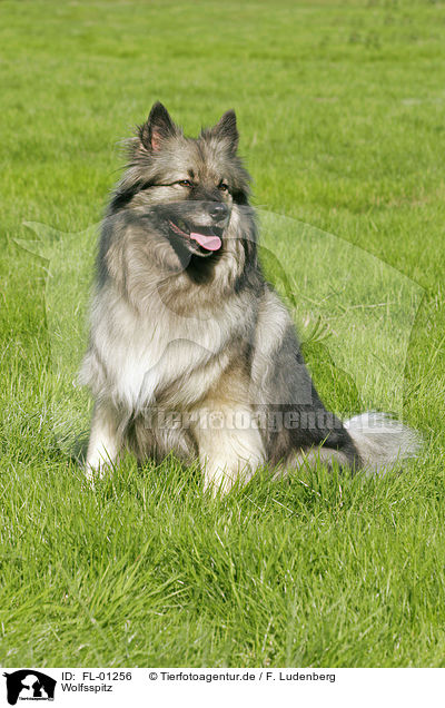 Wolfsspitz / Keeshond / FL-01256