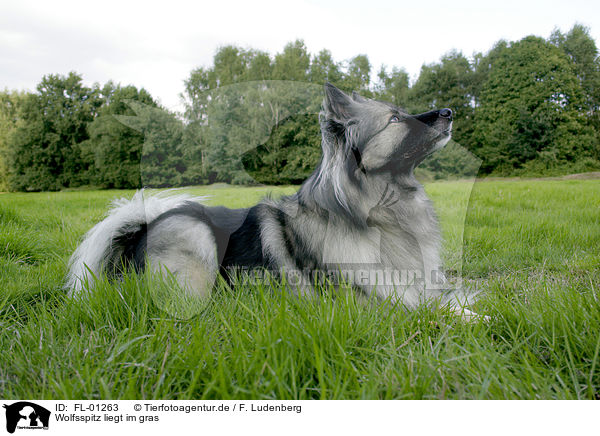 Wolfsspitz liegt im gras / lying dog / FL-01263