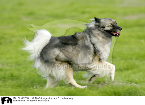 rennender Deutscher Wolfsspitz / running dog / FL-01268