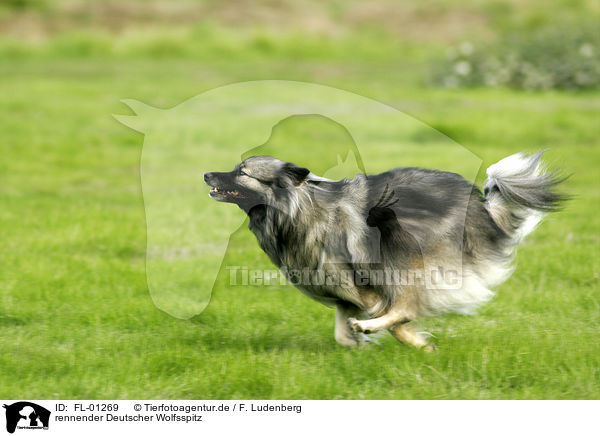 rennender Deutscher Wolfsspitz / running dog / FL-01269