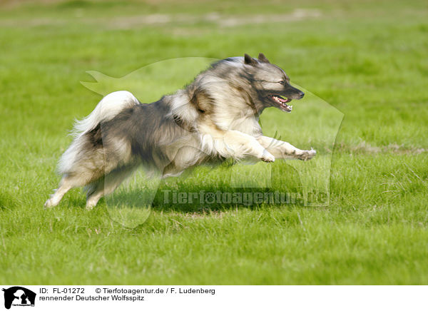 rennender Deutscher Wolfsspitz / running dog / FL-01272