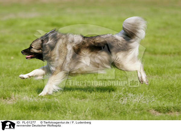 rennender Deutscher Wolfsspitz / running dog / FL-01277