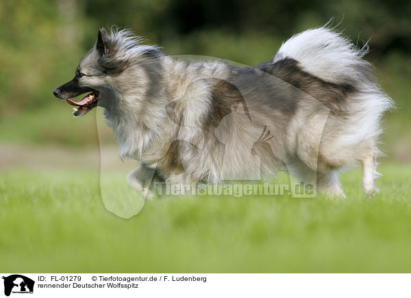 rennender Deutscher Wolfsspitz / running dog / FL-01279