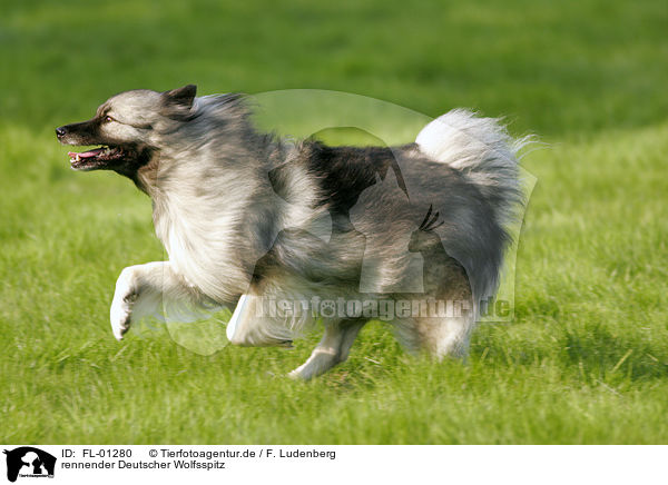 rennender Deutscher Wolfsspitz / running dog / FL-01280