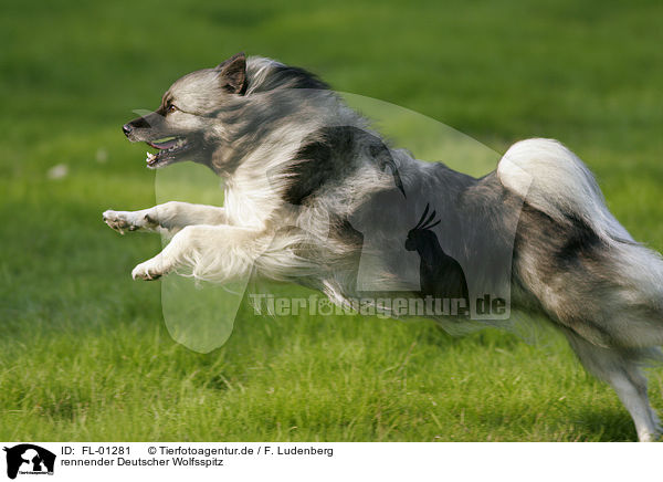 rennender Deutscher Wolfsspitz / running dog / FL-01281
