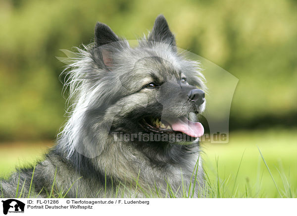 Portrait Deutscher Wolfsspitz / Keeshond / FL-01286