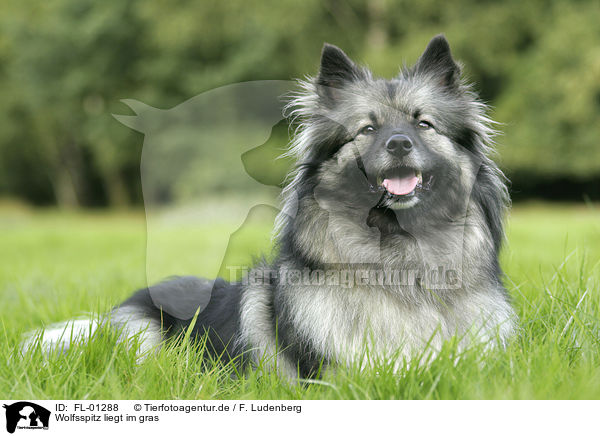 Wolfsspitz liegt im gras / lying dog / FL-01288