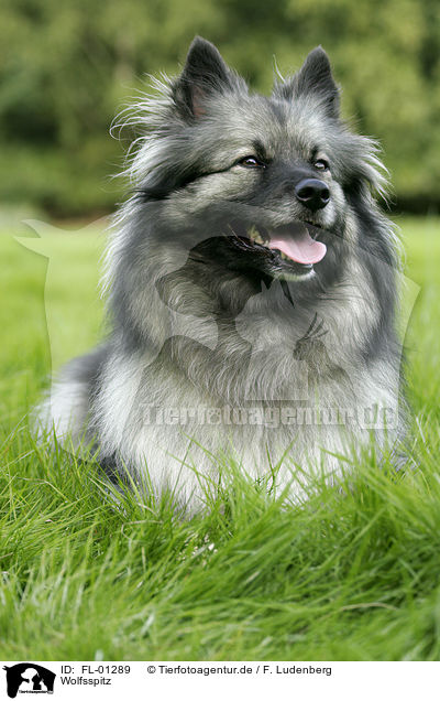 Wolfsspitz / Keeshond / FL-01289