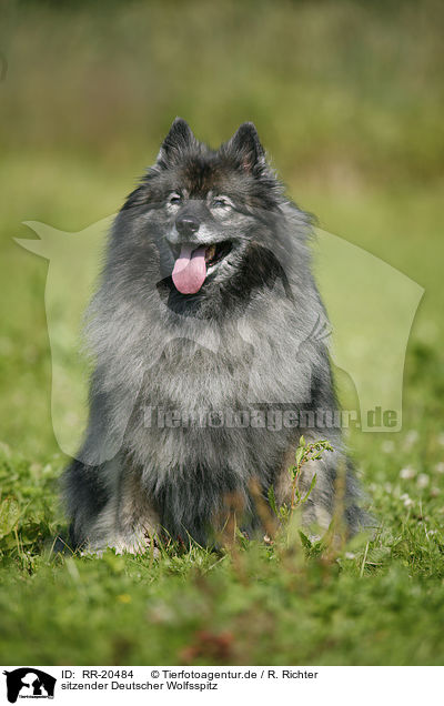 sitzender Deutscher Wolfsspitz / sitting Keeshond / RR-20484