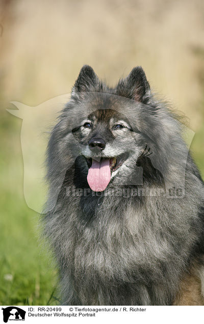 Deutscher Wolfsspitz Portrait / RR-20499