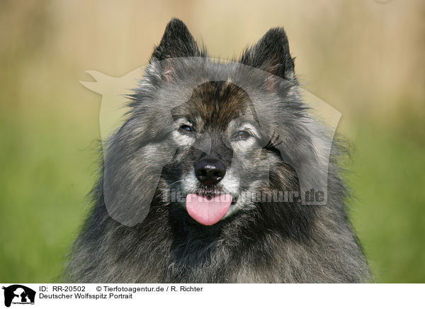 Deutscher Wolfsspitz Portrait / Keeshond Portrait / RR-20502