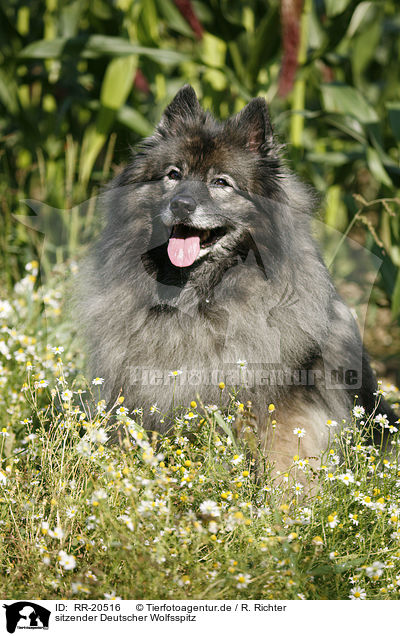 sitzender Deutscher Wolfsspitz / sitting Keeshond / RR-20516