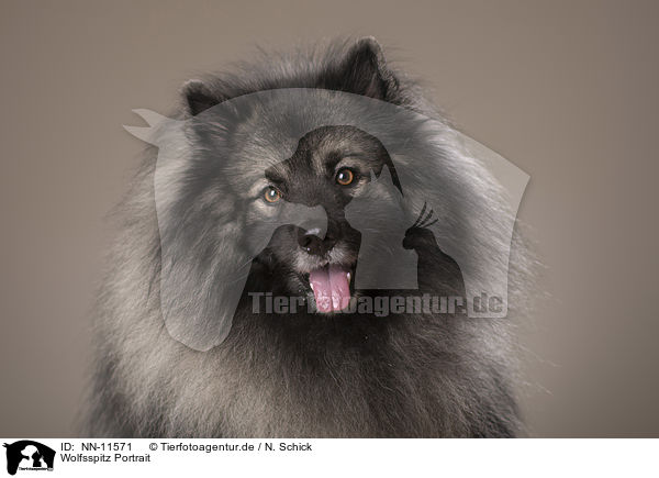 Wolfsspitz Portrait / NN-11571