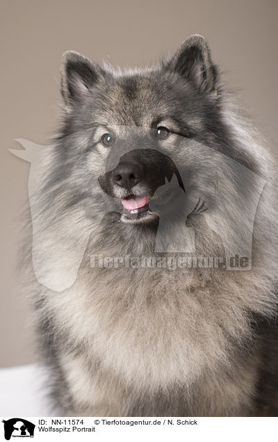 Wolfsspitz Portrait / NN-11574