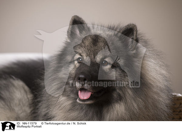 Wolfsspitz Portrait / NN-11579