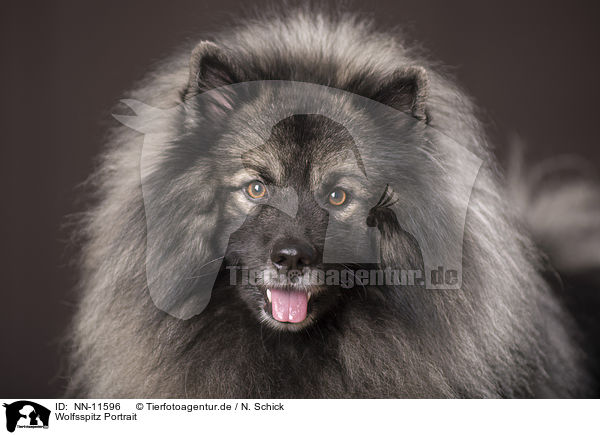 Wolfsspitz Portrait / NN-11596