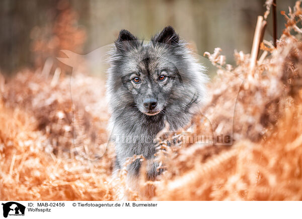Wolfsspitz / MAB-02456