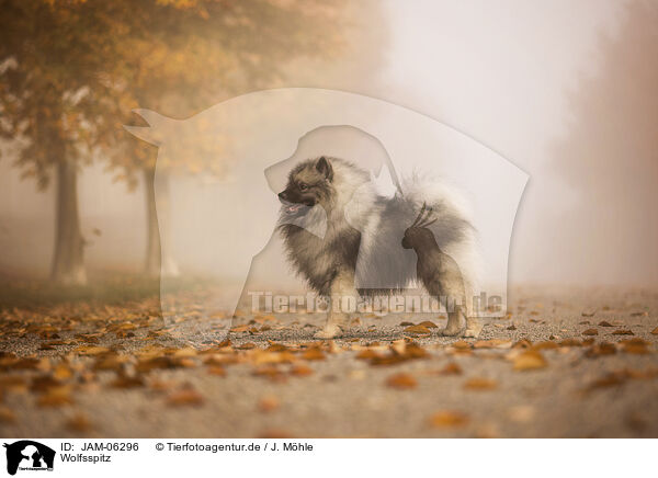 Wolfsspitz / Keeshond / JAM-06296