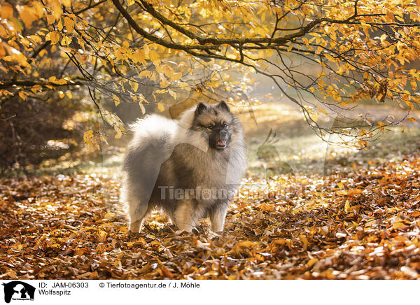 Wolfsspitz / Keeshond / JAM-06303