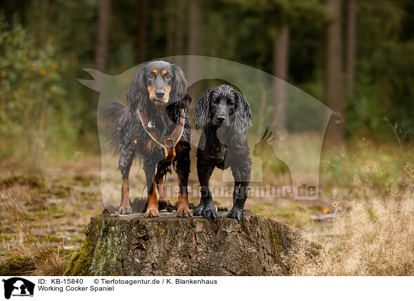 Working Cocker Spaniel / Working Cocker Spaniel / KB-15840